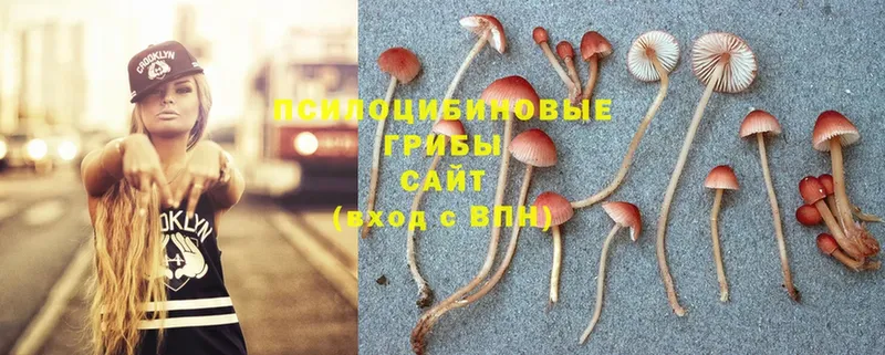 купить наркотик  Александров  Псилоцибиновые грибы Psilocybine cubensis 